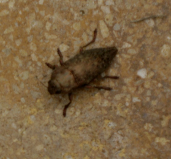 Dicerca cf.berolinensis